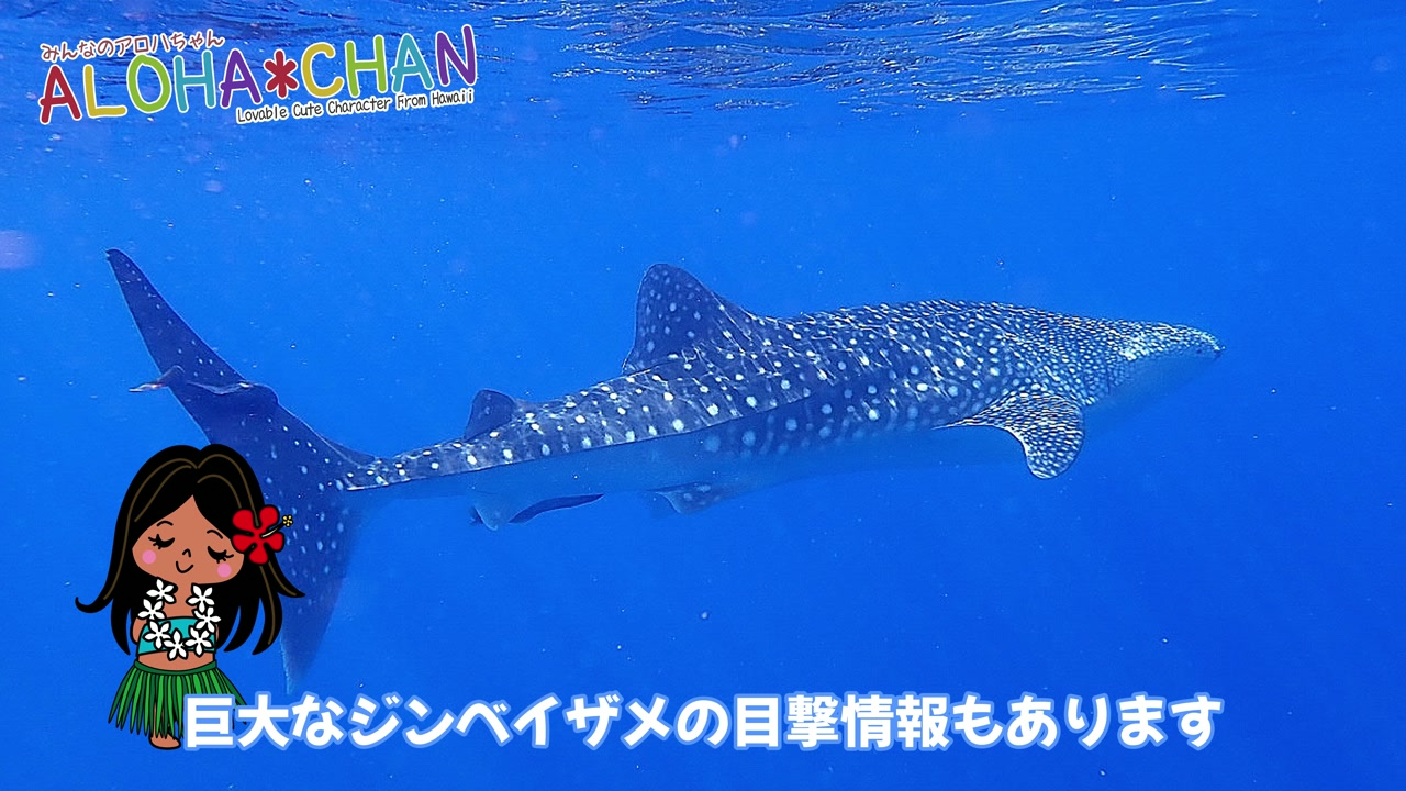 ジンベイザメ