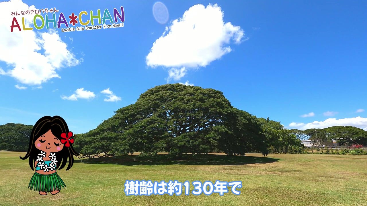 日立の樹とは？