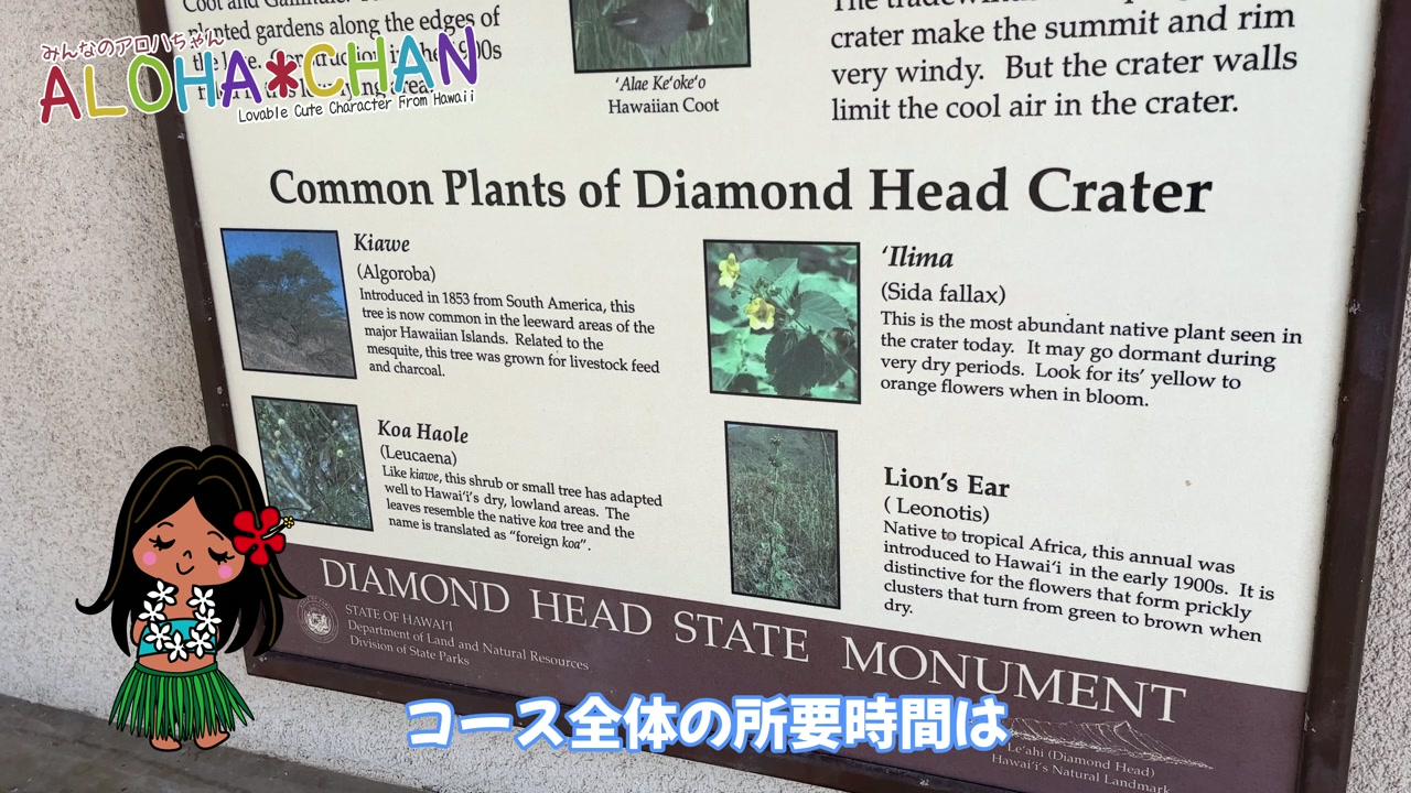 ダイヤモンドヘッドとは?