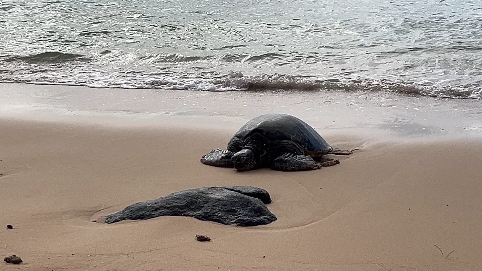 ラニアケアビーチで休むウミガメ