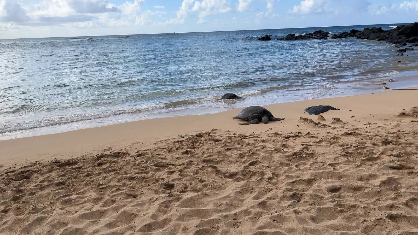 ラニアケアビーチの砂浜で休むウミガメたち
